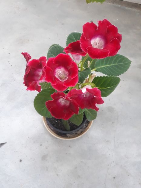  - Gloxinia 2019