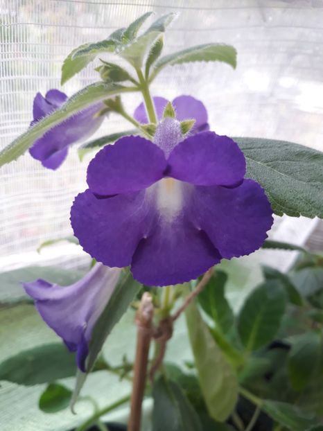  - Achimenes 2019