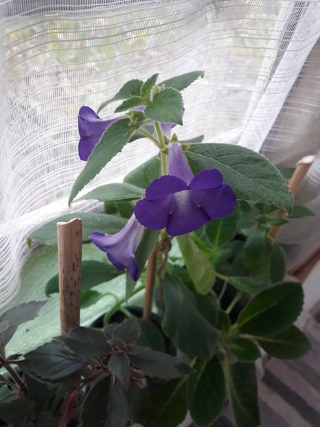  - Achimenes 2019