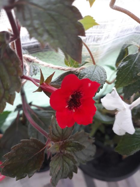 - Achimenes 2019