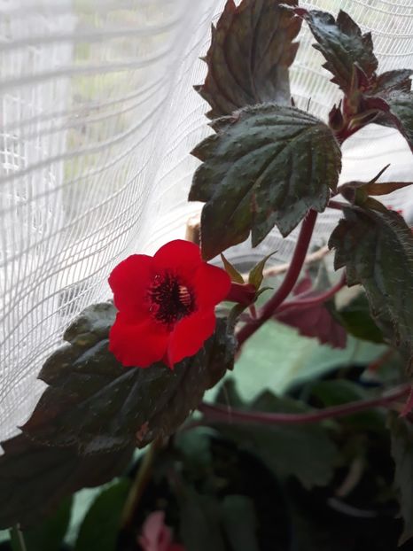  - Achimenes 2019