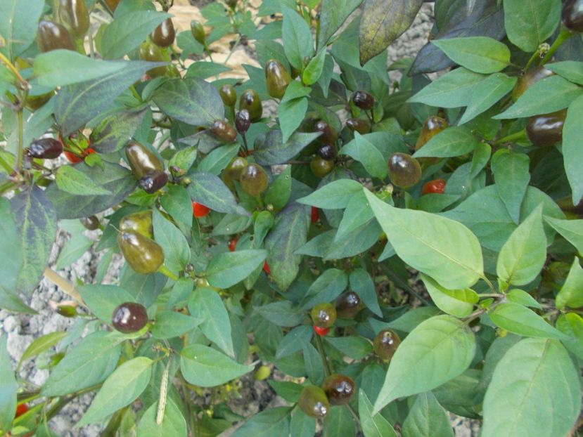  - SEMINTE ARDEI IUTE - AI 47 MAGIRO - NEIZOLAT