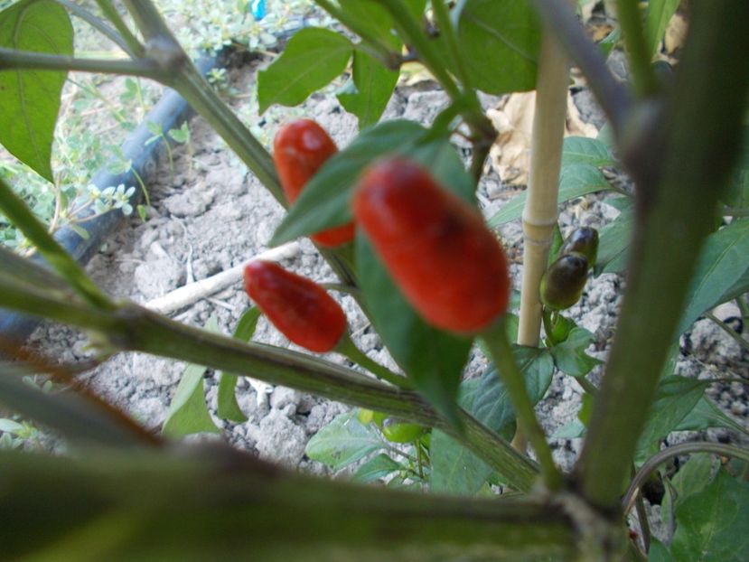  - SEMINTE ARDEI IUTE - AI 47 MAGIRO - NEIZOLAT