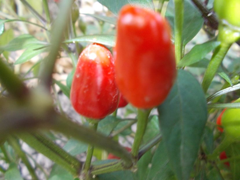  - SEMINTE ARDEI IUTE - AI 47 MAGIRO - NEIZOLAT