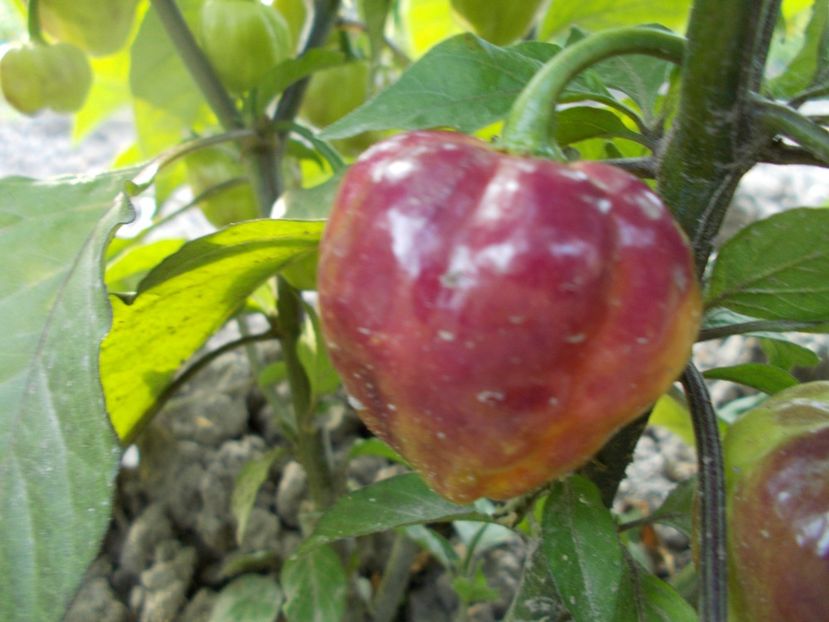  - SEMINTE ARDEI IUTE - AI 56 CGN 21500 - NEIZOLAT