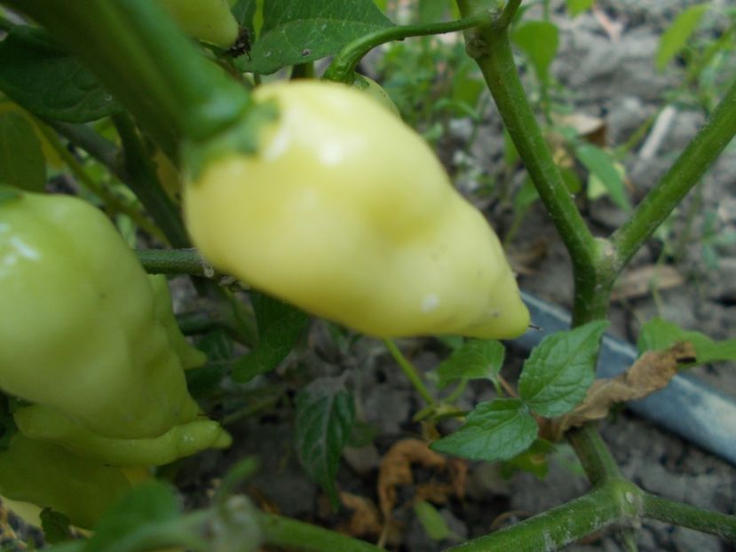  - SEMINTE ARDEI IUTE - AI 60 COYOTE ZAN WHITE - NEIZOLAT