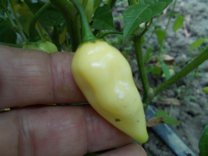  - SEMINTE ARDEI IUTE - AI 60 COYOTE ZAN WHITE - NEIZOLAT