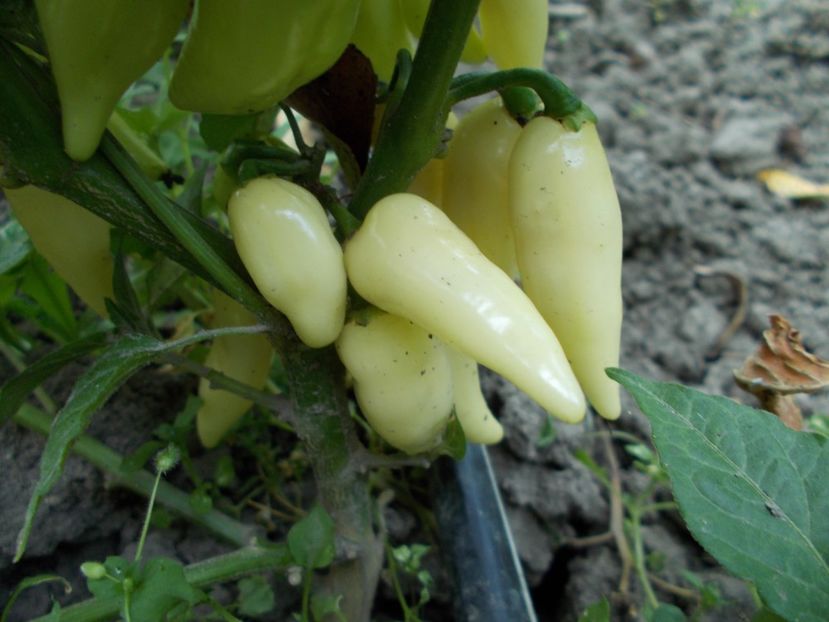  - SEMINTE ARDEI IUTE - AI 60 COYOTE ZAN WHITE - NEIZOLAT