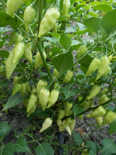  - SEMINTE ARDEI IUTE - AI 60 COYOTE ZAN WHITE - NEIZOLAT