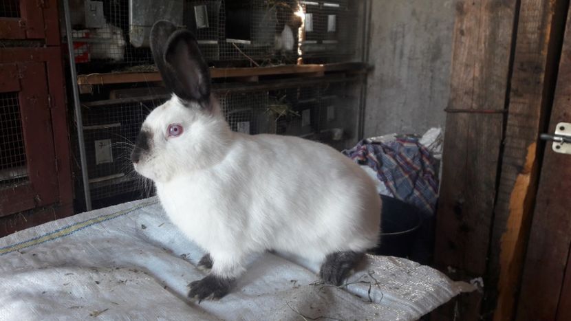  - d californieni 2019