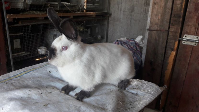  - d californieni 2019