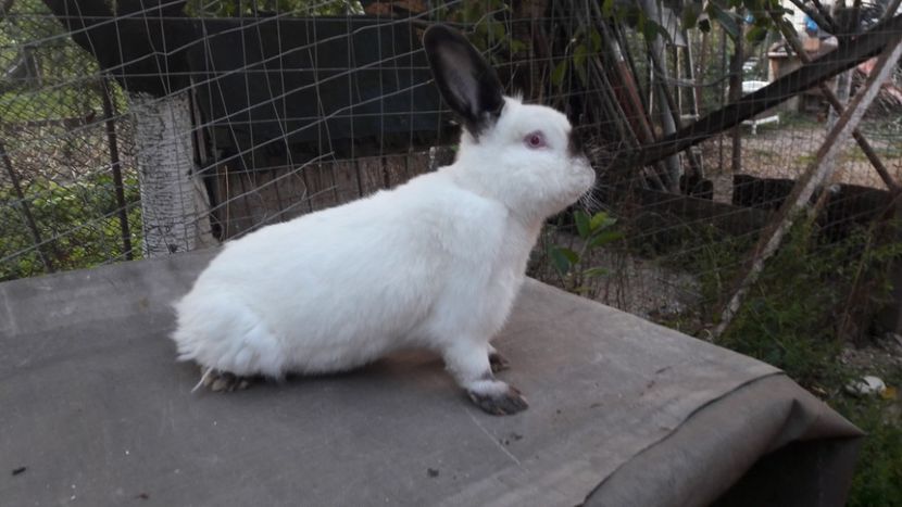  - d californieni 2019