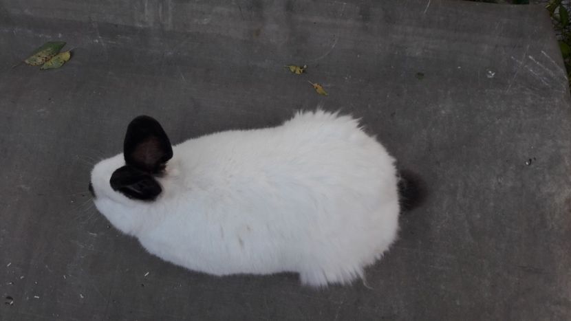  - d californieni 2019