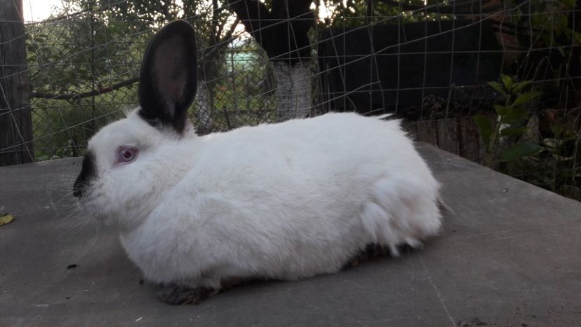  - d californieni 2019