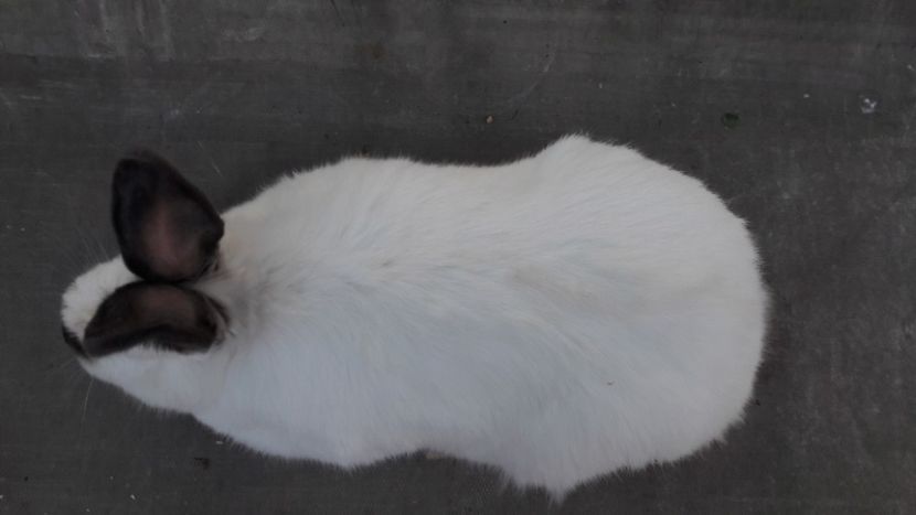  - d californieni 2019