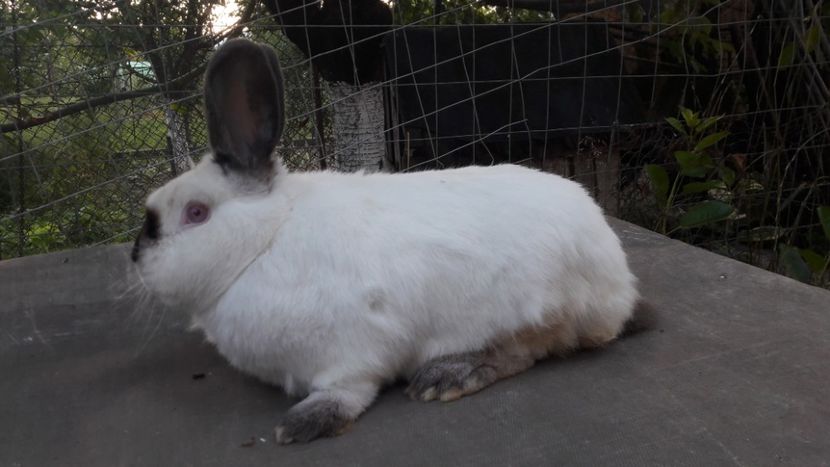  - d californieni 2019