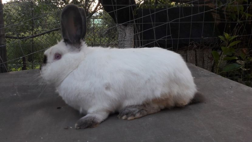  - d californieni 2019