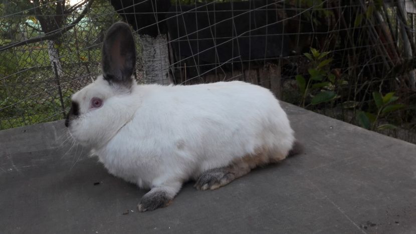  - d californieni 2019