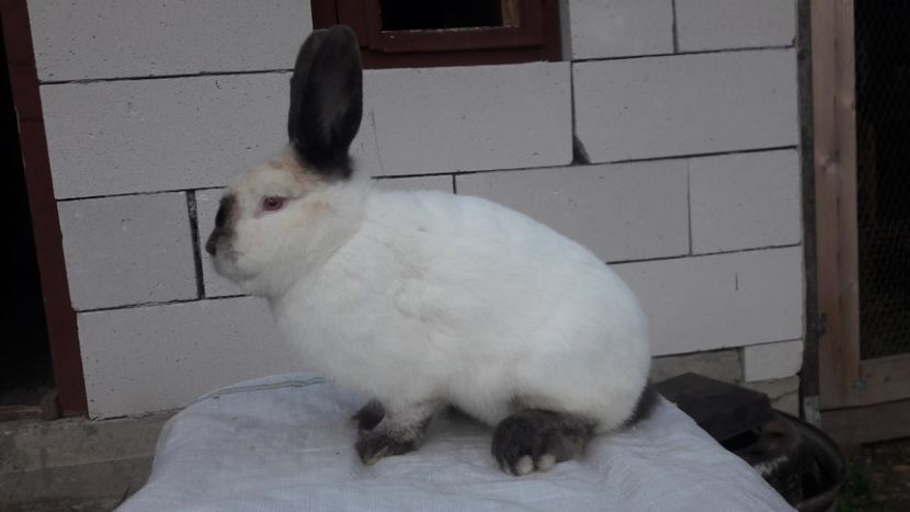  - d californieni 2019