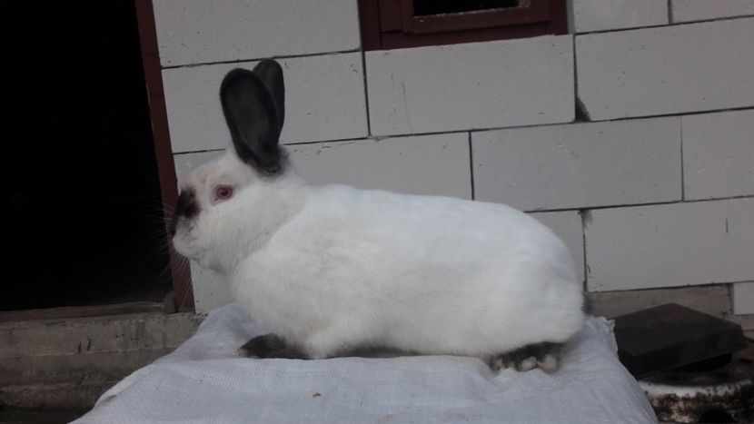  - d californieni 2019