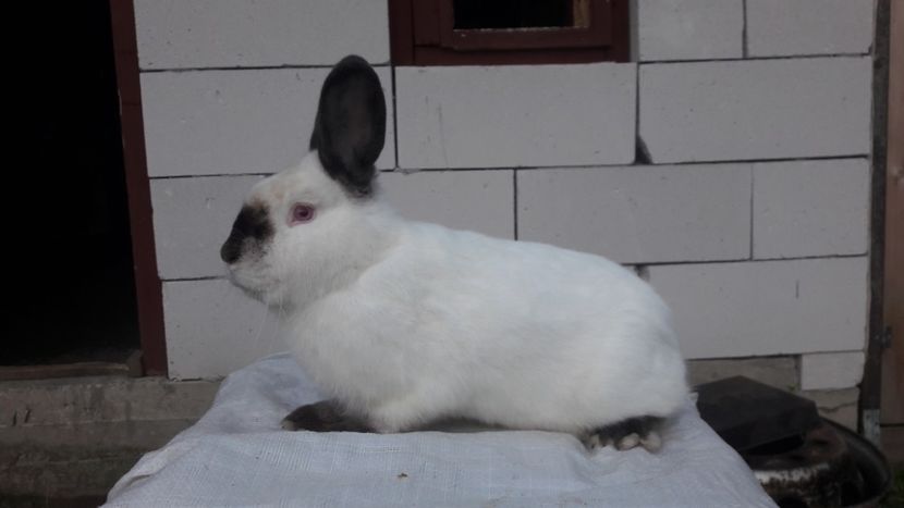  - d californieni 2019