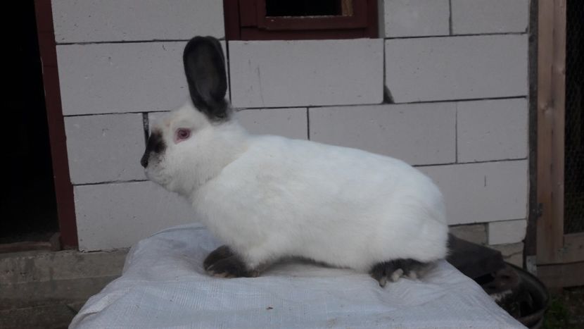  - d californieni 2019