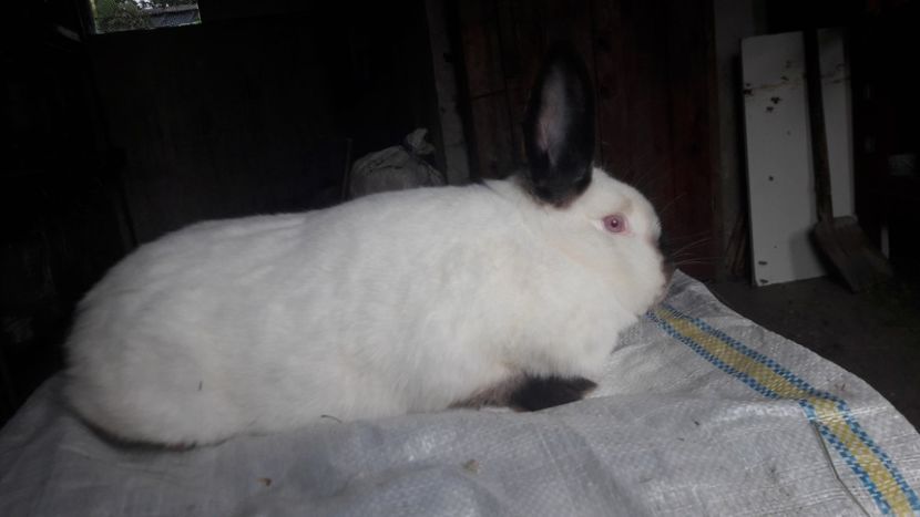  - d californieni 2019