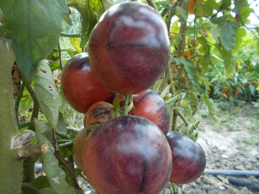  - SEMINTE ROSII - T 377 OZARK SUNSET