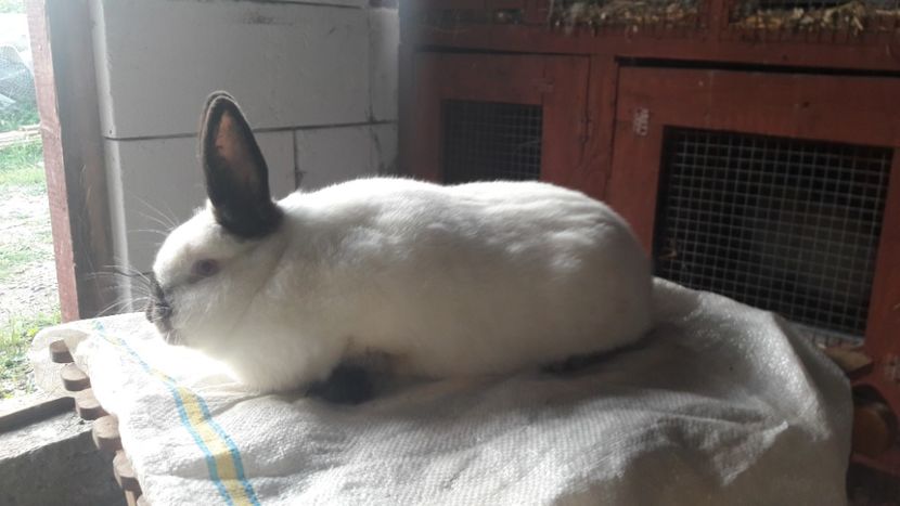  - d californieni 2019