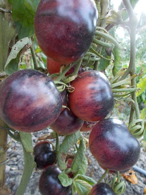  - SEMINTE ROSII - T 377 OZARK SUNSET