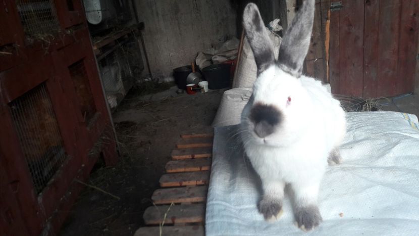  - d californieni 2019