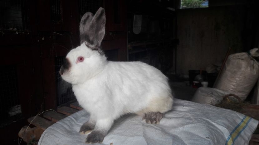  - d californieni 2019