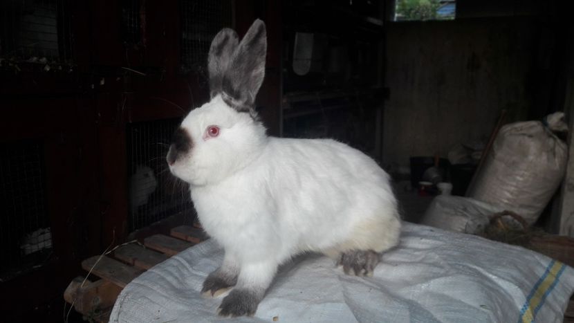  - d californieni 2019