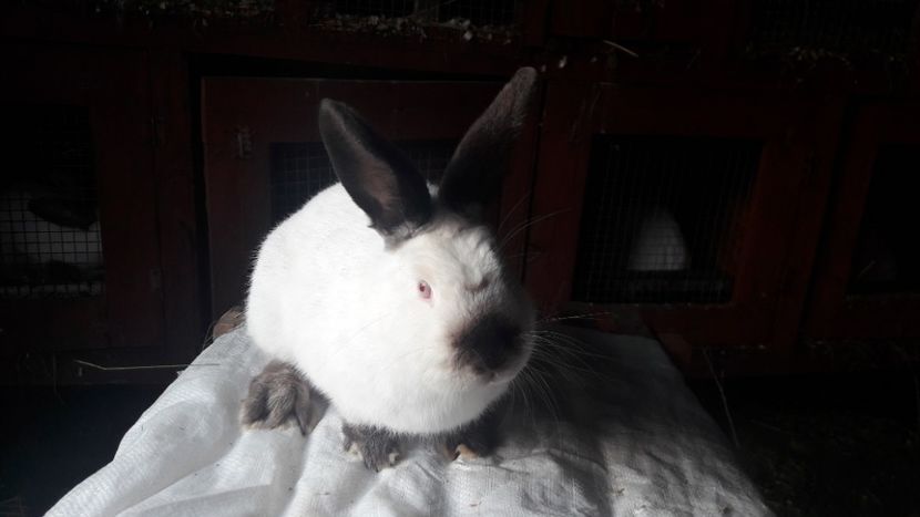  - d californieni 2019