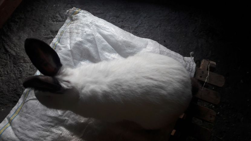  - d californieni 2019