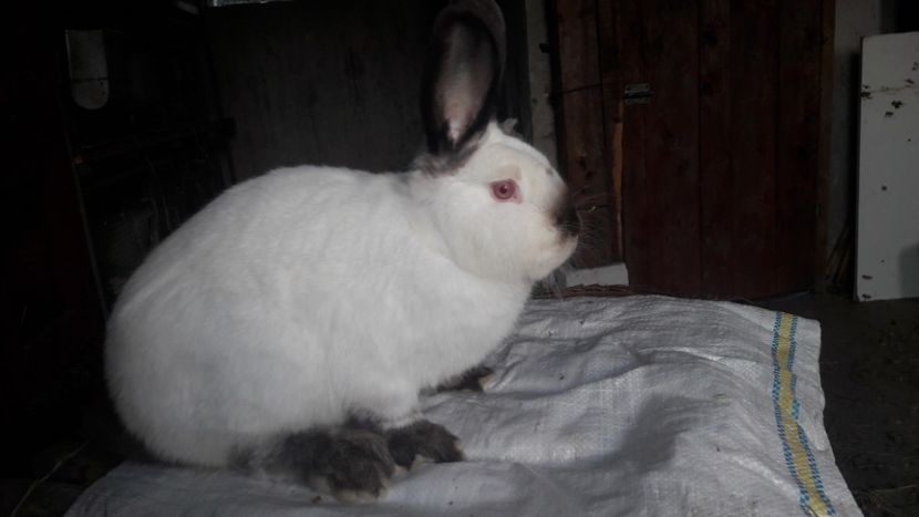  - d californieni 2019