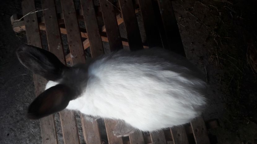  - d californieni 2019