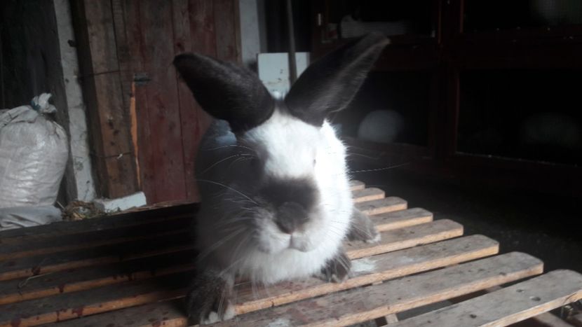  - d californieni 2019