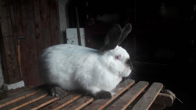  - d californieni 2019