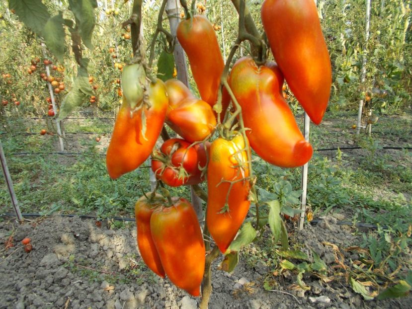  - SEMINTE ROSII - T 302 SAINT JEAN D ANGELY