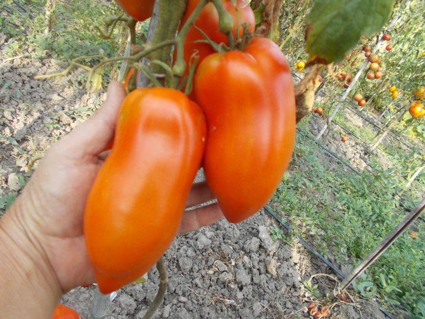  - SEMINTE ROSII - T 302 SAINT JEAN D ANGELY