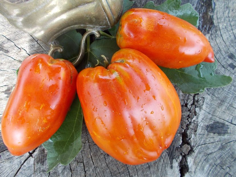  - SEMINTE ROSII - T 416 JERSEY DEVIL