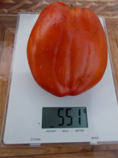  - SEMINTE ROSII - T 416 JERSEY DEVIL