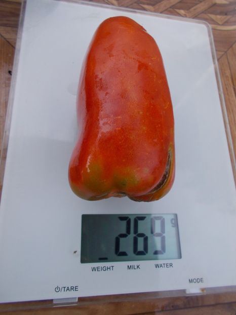  - SEMINTE ROSII - T 416 JERSEY DEVIL