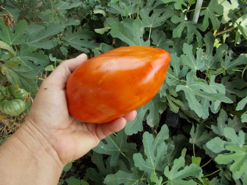  - SEMINTE ROSII - T 416 JERSEY DEVIL