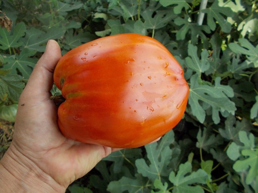  - SEMINTE ROSII - T 416 JERSEY DEVIL