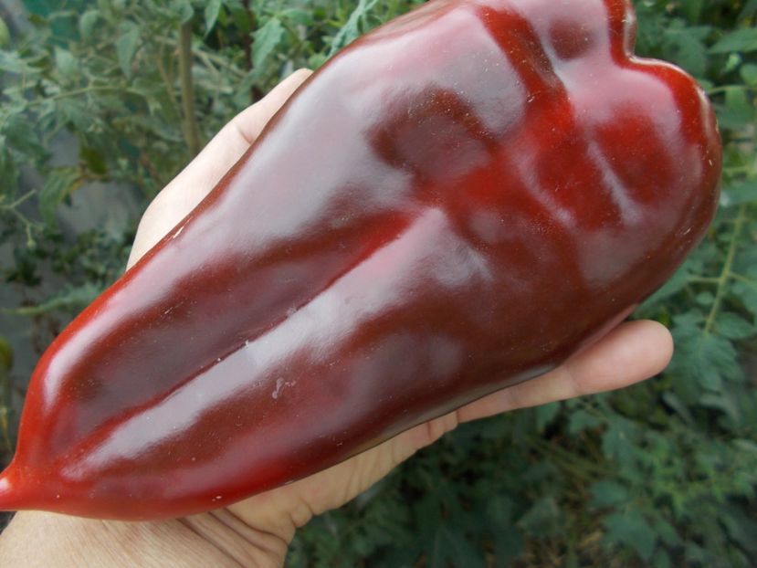  - SEMINTE ARDEI - A 02 CAPIA URECHE DE ELEFANT