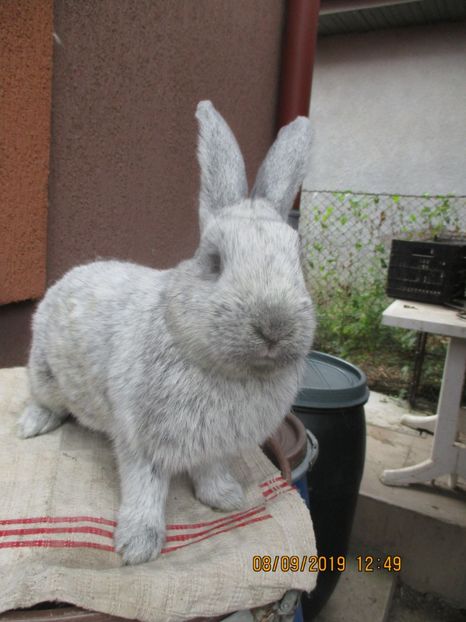 8 luni !!! - Marele Argint masc 1