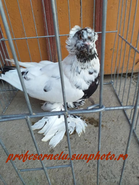 vanduta Dostat(AB) - Porumbei VÂNDUȚI