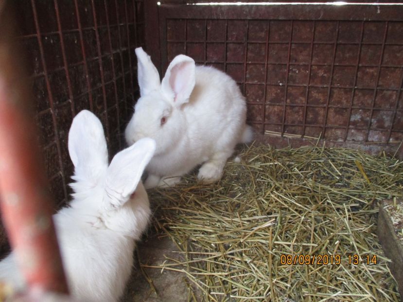  - Neozeelandez TINERET 2019